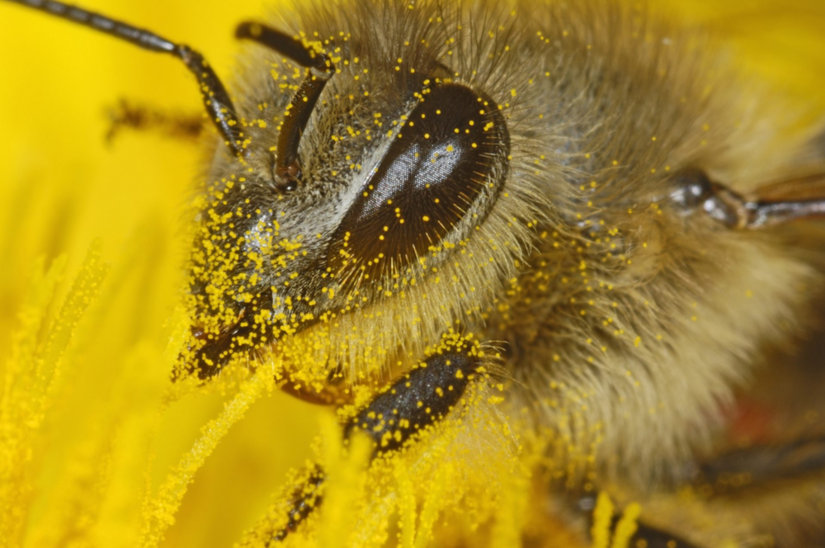 Honigbiene mit pollen im Gesicht
