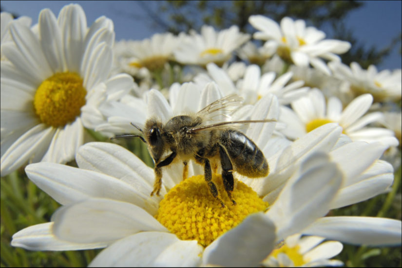 Honigbiene auf Margerite