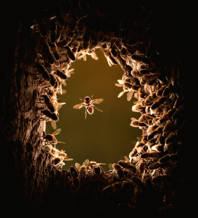 in der Mitte ist ein Einflugloch in einem Baum von Innen mit Bienen fotografiert.