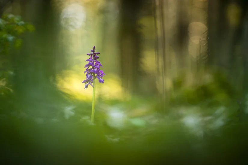 Lila Blume im Wald