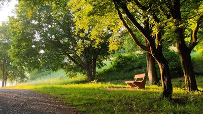 Waldweg mit Bäumen und Bank im Vordergrund