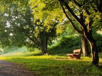Waldweg mit Bäumen und Bank im Vordergrund