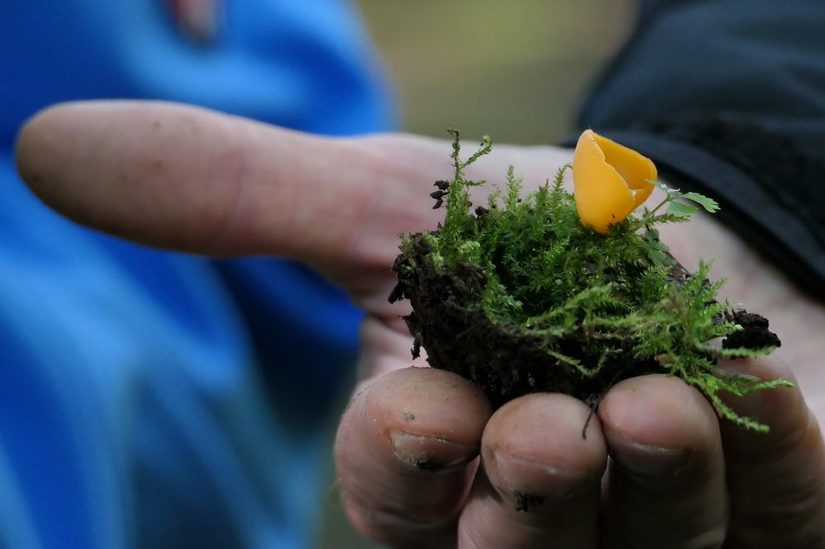 Das Bild zeigt einen Orangebecherling