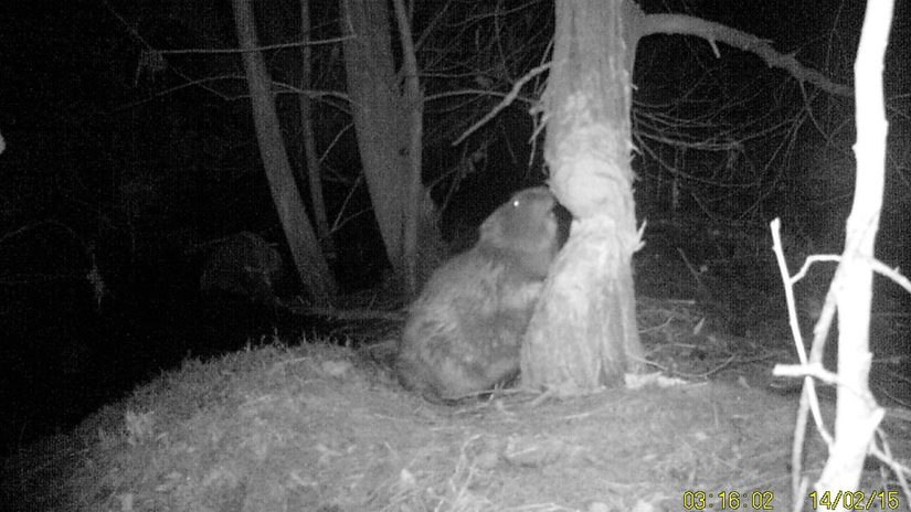 Das Bild ist eine Nachtaufnahme und zeigt einen Biber beim Nagen an einem Baum