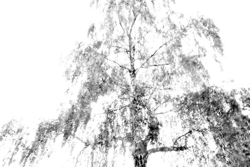 Ein verschwommenes Bild einer Birke in schwarz-weiß