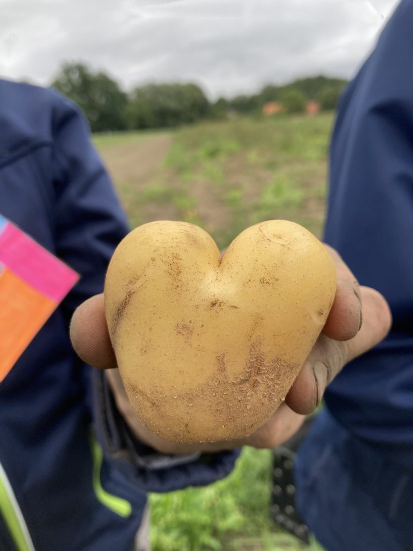 Kartoffel-Herz