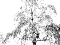 Ein verschwommenes Bild einer Birke in schwarz-weiß