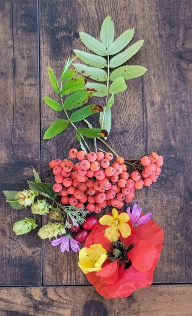 Beeren und Blüten für den Workshop gesammelt