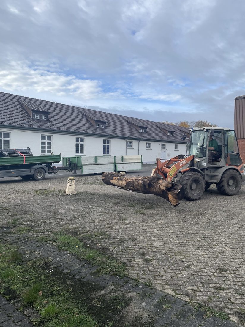 Aufbereitung der Totholzstämme für die Sukzessionsbereiche